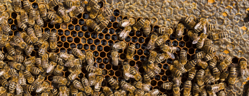 UCAT reubica colmena de abejas de Sede Central - Moravia